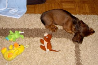 Jamnik d�ugow�osy NAILA